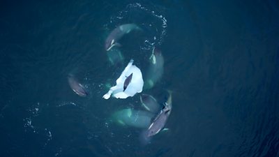 luchtfoto van een groep walvissen die rond een zeehond cirkelen die op een ijsschots rust