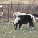 Wellnessboerderij in Bluffdale brengt genezing door verbinding