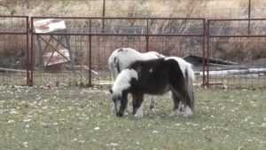 Wellnessboerderij in Bluffdale brengt genezing door verbinding