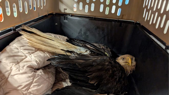 Wildlife Centre waarschuwt voor loodmunitie na de dood van York Eagle